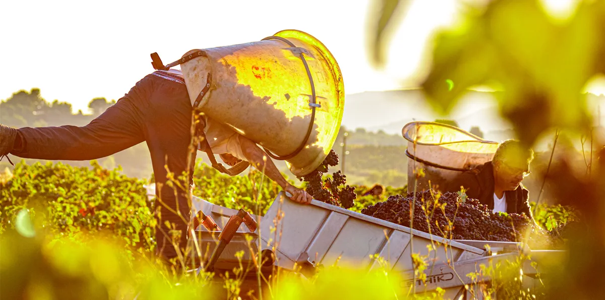 D’une viticulture propriétaire…
